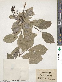 Prunus virginiana image