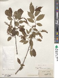 Prunus virginiana image