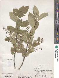 Prunus virginiana image