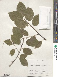 Prunus virginiana image