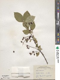 Prunus virginiana image