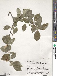 Prunus virginiana image