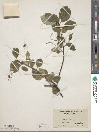 Prunus virginiana image