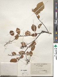 Prunus virginiana image