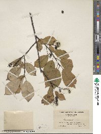 Prunus virginiana image