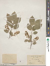 Prunus virginiana image