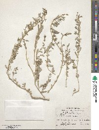 Atriplex semibaccata image