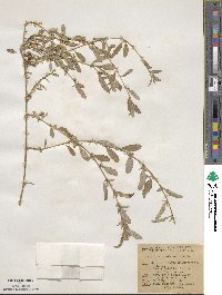 Atriplex semibaccata image