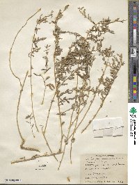 Atriplex semibaccata image