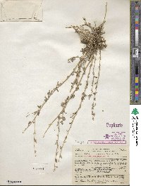 Atriplex semibaccata image