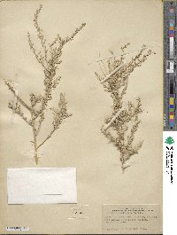 Atriplex polycarpa image