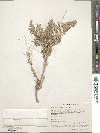 Atriplex polycarpa image