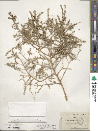 Atriplex polycarpa image