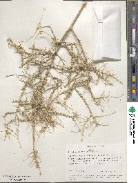 Atriplex polycarpa image