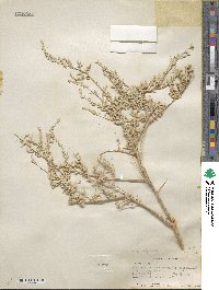 Atriplex polycarpa image