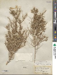 Atriplex polycarpa image