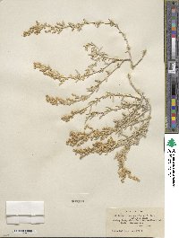 Atriplex polycarpa image