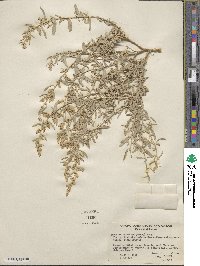 Atriplex polycarpa image