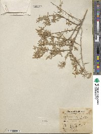 Atriplex polycarpa image