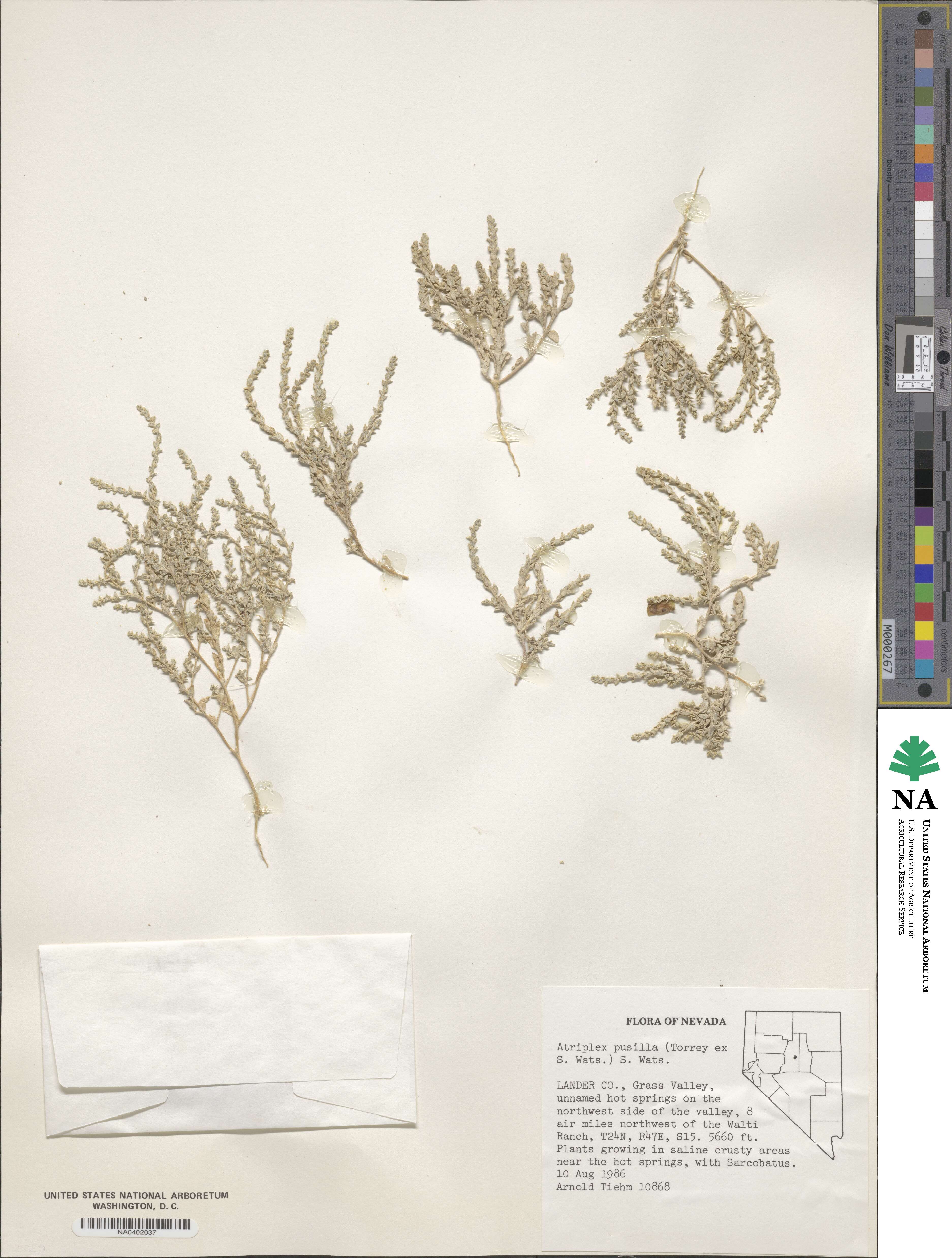 Atriplex pusilla image