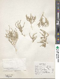 Atriplex pusilla image