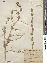 Atriplex rosea image