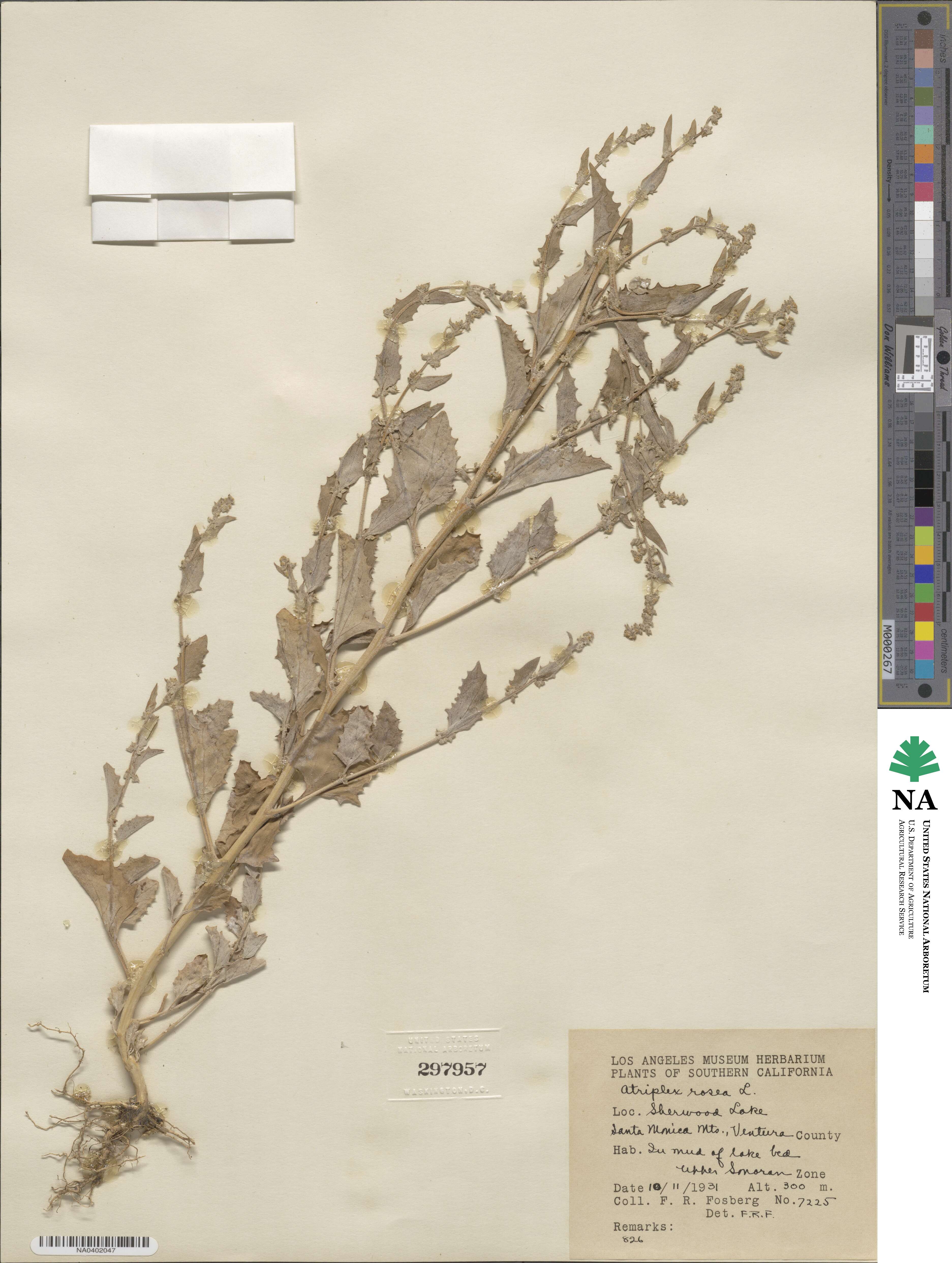 Atriplex rosea image