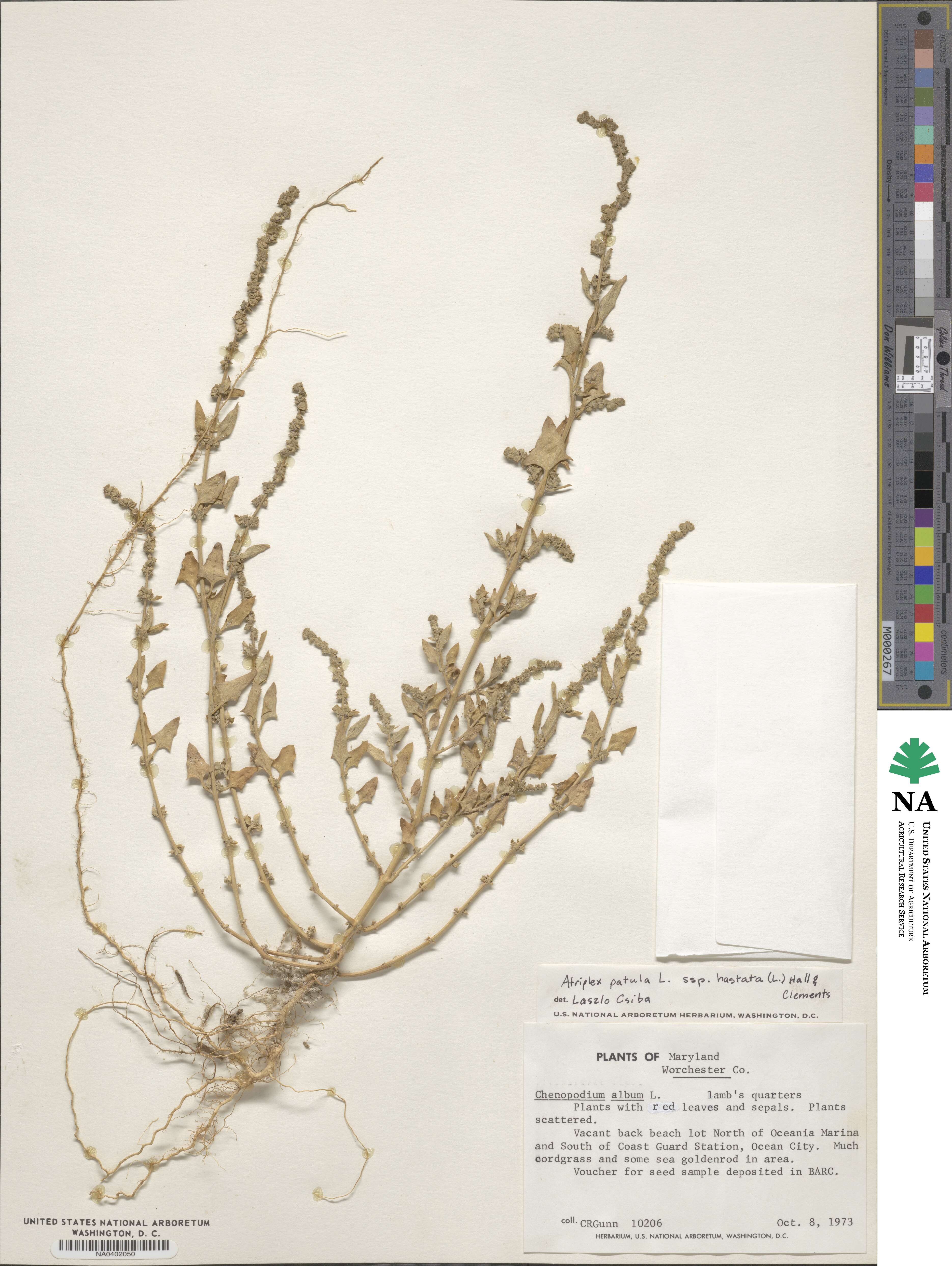 Atriplex prostrata subsp. prostrata image