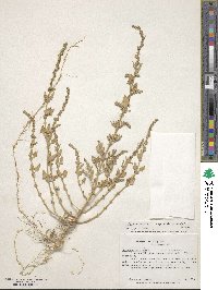 Atriplex prostrata subsp. prostrata image