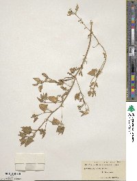 Atriplex prostrata subsp. prostrata image