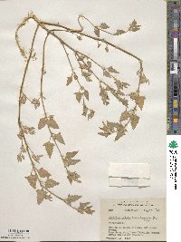 Atriplex prostrata subsp. prostrata image