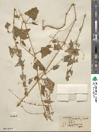 Atriplex prostrata subsp. prostrata image