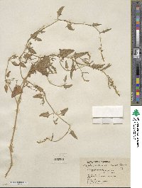 Atriplex prostrata subsp. prostrata image