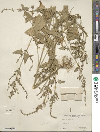 Atriplex prostrata subsp. prostrata image