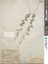 Atriplex prostrata subsp. prostrata image