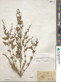 Atriplex prostrata subsp. prostrata image