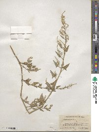 Atriplex prostrata subsp. prostrata image