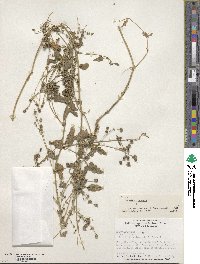 Atriplex prostrata subsp. prostrata image