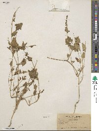 Atriplex prostrata subsp. prostrata image