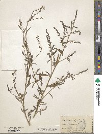 Atriplex littoralis image