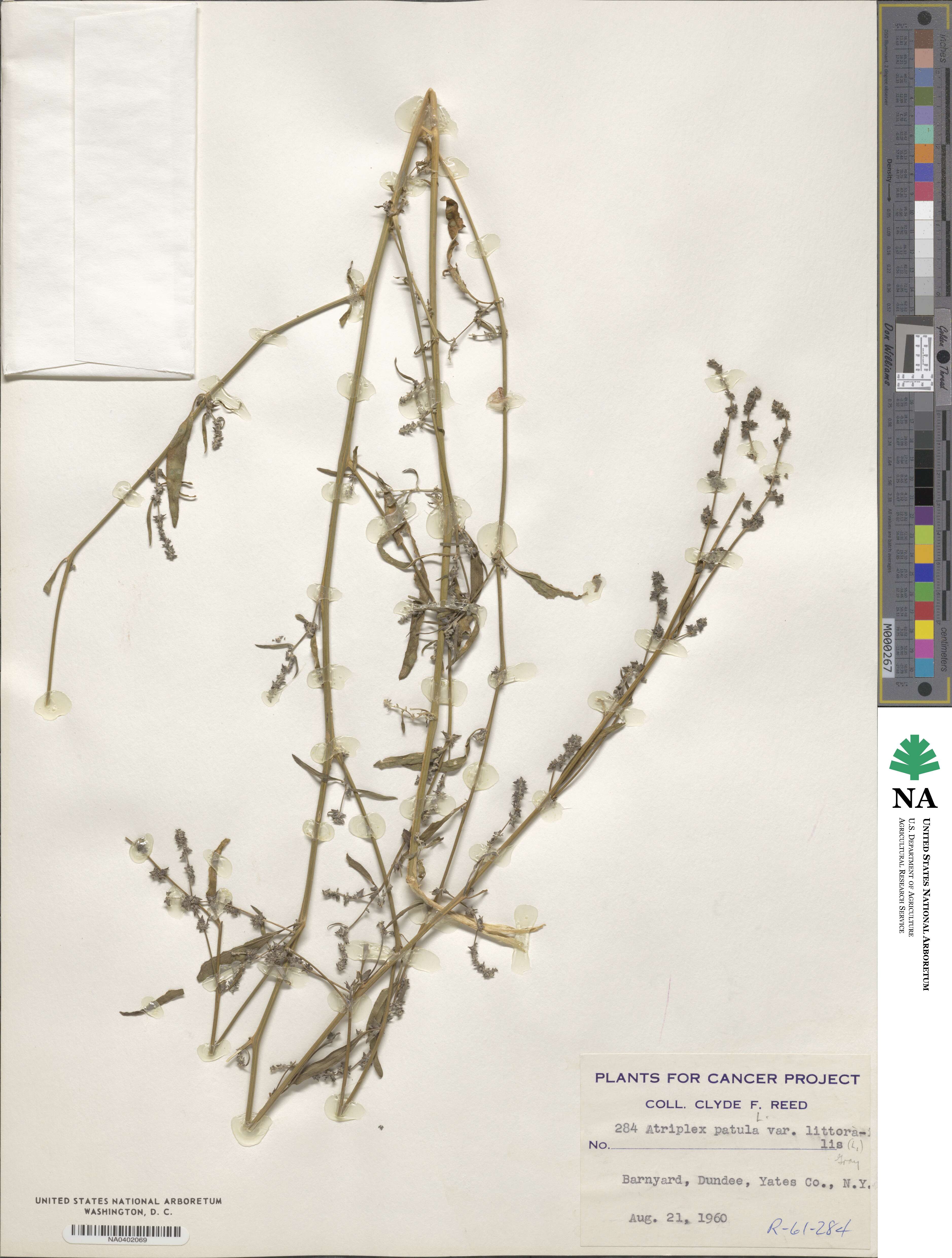 Atriplex littoralis image