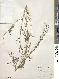 Atriplex littoralis image