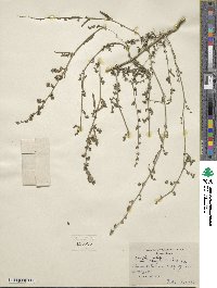 Atriplex littoralis image