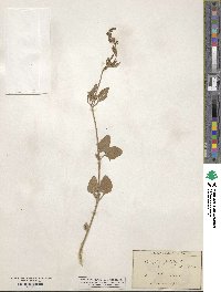 Atriplex subspicata image