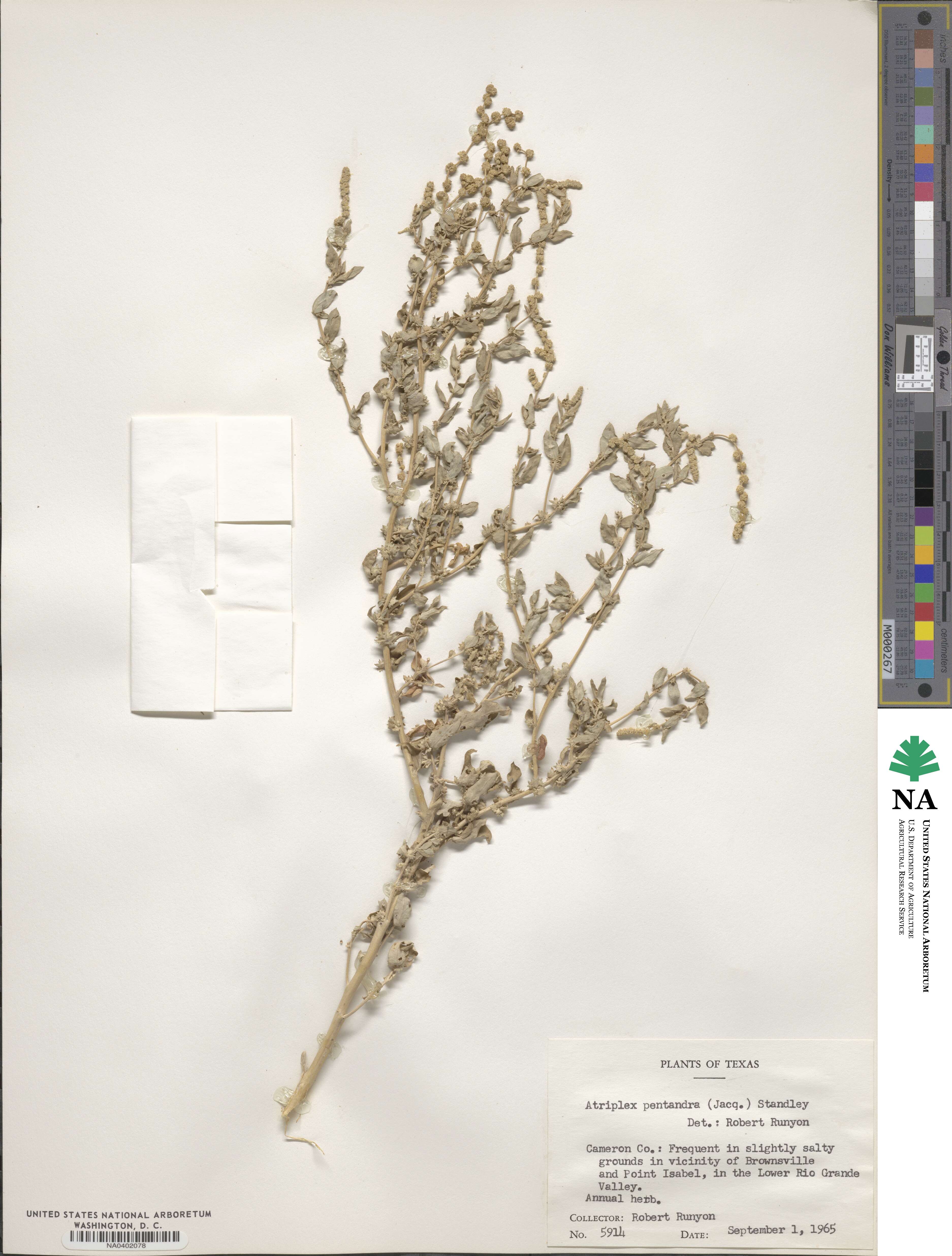 Atriplex pentandra image