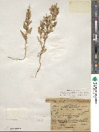 Atriplex phyllostegia image