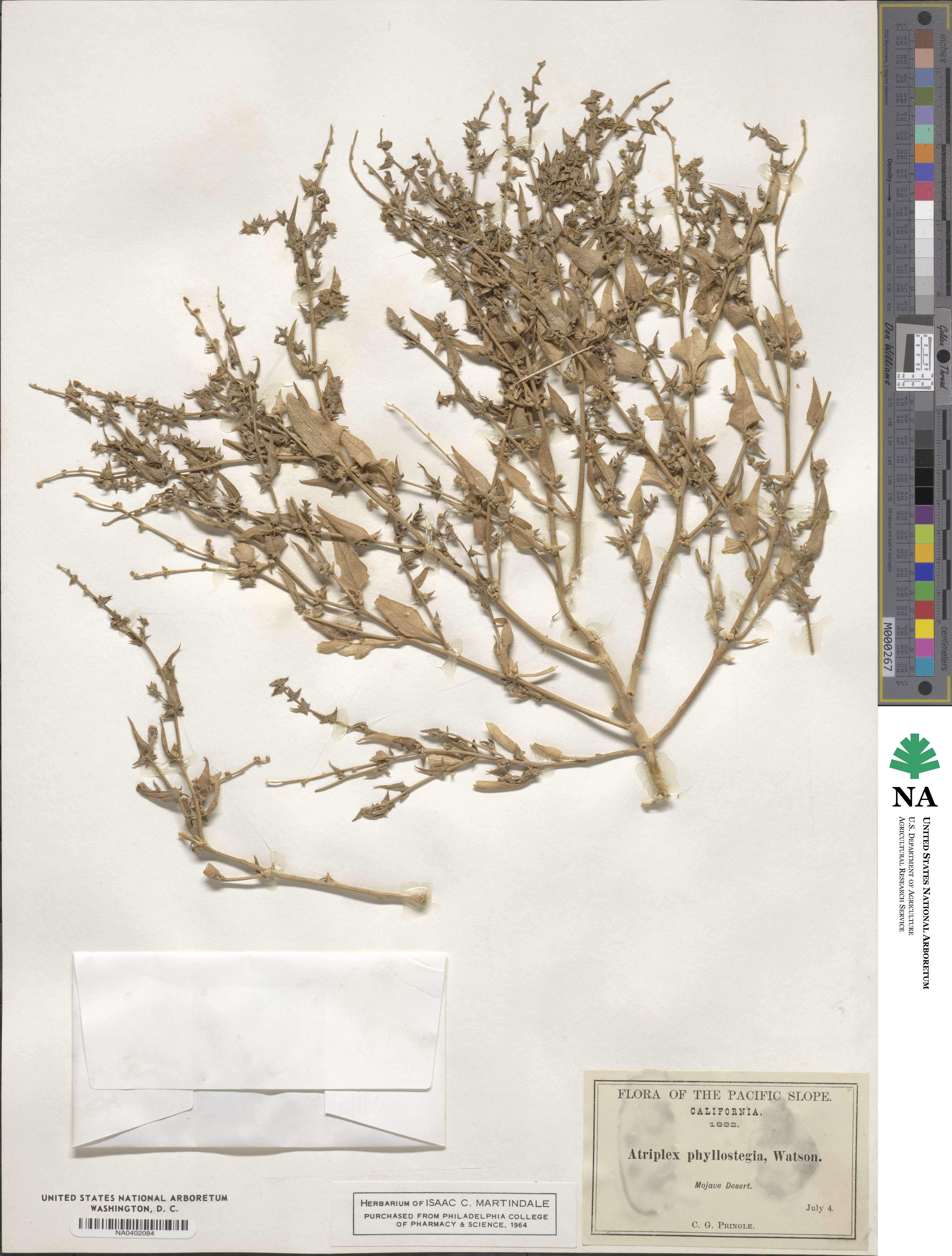 Atriplex phyllostegia image