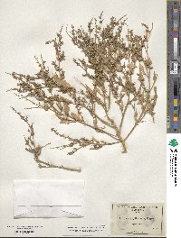 Atriplex phyllostegia image