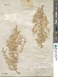 Atriplex phyllostegia image