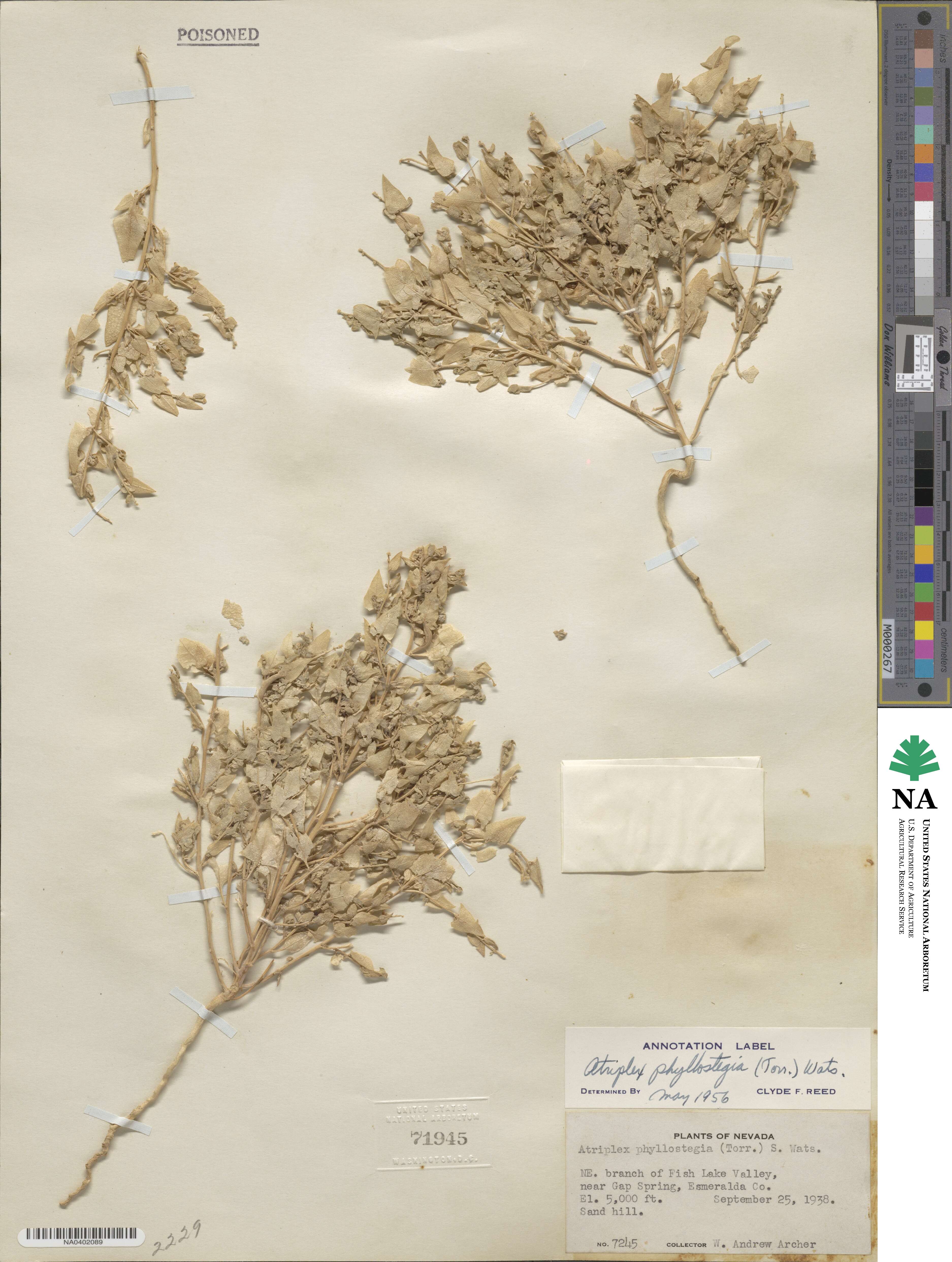 Atriplex phyllostegia image